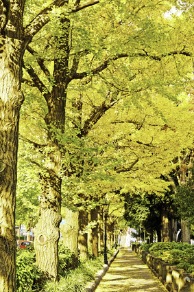 å±±ä¸å¬åãéæ